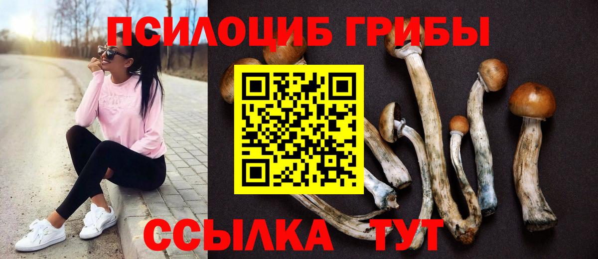 Псилоцибиновые грибы Psilocybe Долгопрудный