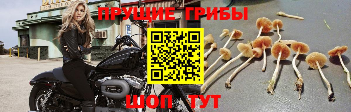 Долгопрудный  Псилоцибиновые грибы Psilocybine cubensis  Галлюциногенные грибы ЛСД  Вход с VPN 